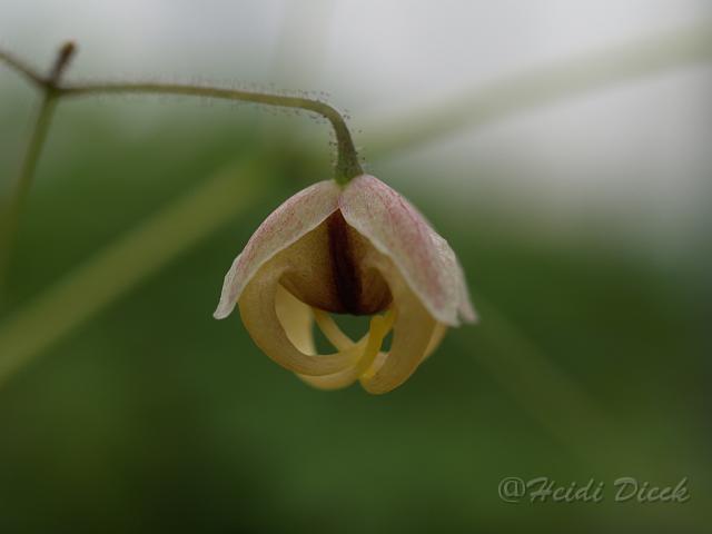 Epimedium warl Caramel3.JPG